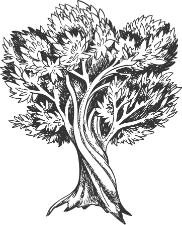 olive tree.png